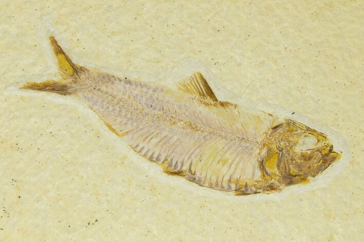 Detailed Fossil Fish (Knightia) - Wyoming #333869